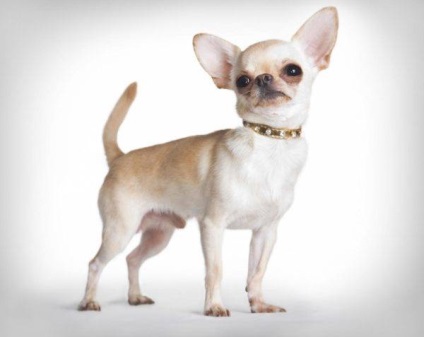 Chihuahua kutya fotó, ár, fajta leírás, karakter, videó