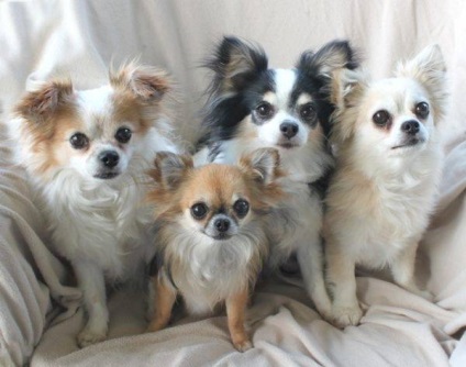 Chihuahua kutya fotó, ár, fajta leírás, karakter, videó