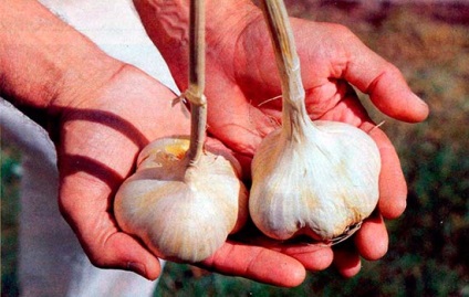 Ahhoz, hogy közelről a fokhagymát, 6 ar (szuperfoszfát, kálium-klorid) A fokhagyma nagyra nőtt, 6 hektáros