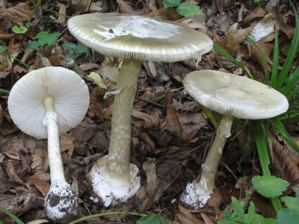 Mi a teendő, ha a mérgezett gomba (gomba) Mi a teendő, ha mérgezett gomba