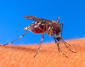 Mi a teendő, miután megmarta egy szúnyog, vagy hogyan lehet megszabadulni a viszketés után szúnyogcsípés