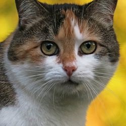 Hólyaghurut kezelésére macskáknál díjak gyógynövények - szól macskák és macskák szeretettel