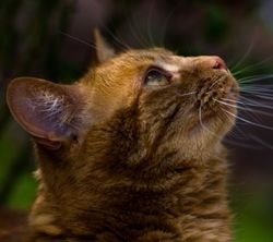 Hólyaghurut kezelésére macskáknál díjak gyógynövények - szól macskák és macskák szeretettel