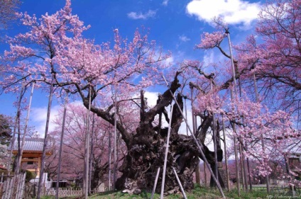 Cseresznyevirág Japán Sakura Fesztivál, virágos-blog