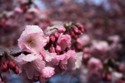 Cseresznyevirág Japán Sakura Fesztivál, virágos-blog