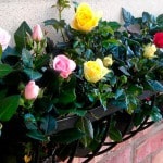 Virágok az erkélyen, amely lehet jobb és nő, nő rózsák és árvácskák