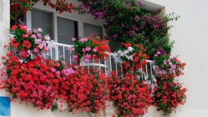 Virágok az erkélyen, amely lehet jobb és nő, nő rózsák és árvácskák