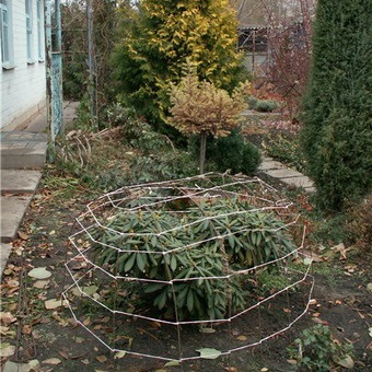 Dísznövény cserje Rhododendron fotó, leírás a kerti növények, ültetés, termesztési feltételek