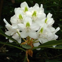 Dísznövény cserje Rhododendron fotó, leírás a kerti növények, ültetés, termesztési feltételek