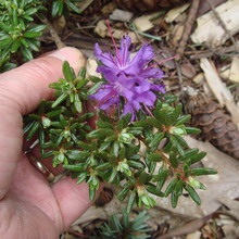 Dísznövény cserje Rhododendron fotó, leírás a kerti növények, ültetés, termesztési feltételek