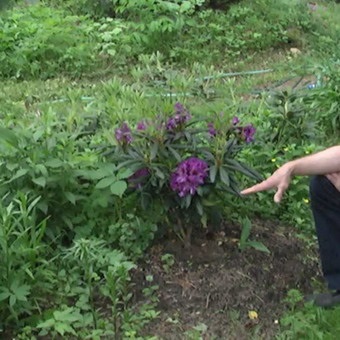 Dísznövény cserje Rhododendron fotó, leírás a kerti növények, ültetés, termesztési feltételek