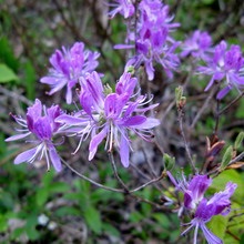 Dísznövény cserje Rhododendron fotó, leírás a kerti növények, ültetés, termesztési feltételek