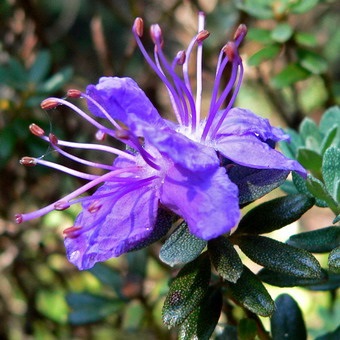 Dísznövény cserje Rhododendron fotó, leírás a kerti növények, ültetés, termesztési feltételek