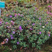 Dísznövény cserje Rhododendron fotó, leírás a kerti növények, ültetés, termesztési feltételek