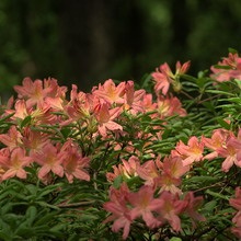 Dísznövény cserje Rhododendron fotó, leírás a kerti növények, ültetés, termesztési feltételek