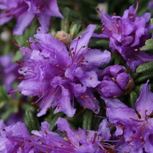 Dísznövény cserje Rhododendron fotó, leírás a kerti növények, ültetés, termesztési feltételek