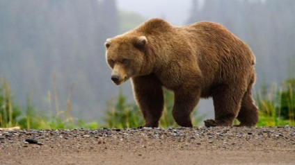 Wildlife (nagy valószínűséggel) vadvilág