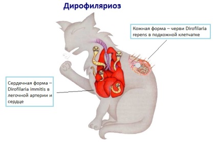 Dirofilariasis macskák - tünetek, kezelés, diagnosztizálására, megelőzésére