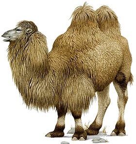 Bactrian teve, Bactrian (camelus bactrianus) Bactrian teve fotó habtagay terület megjelenését