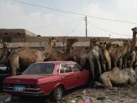 Bactrian teve, Bactrian (camelus bactrianus) Bactrian teve fotó habtagay terület megjelenését