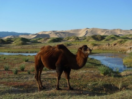 Kétpupú teve vagy Bactrian (lat (ital liter víz) Bactrian teve vagy Bactrian (latin: