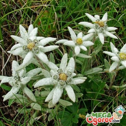 Edelweiss a különböző fajok és termesztése a hazai