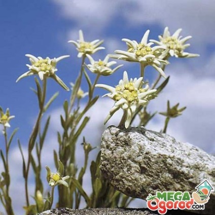Edelweiss a különböző fajok és termesztése a hazai