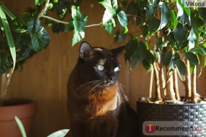 Európai burmai macska - „szigorú, de jó és nagyon elkötelezett állat” vélemény