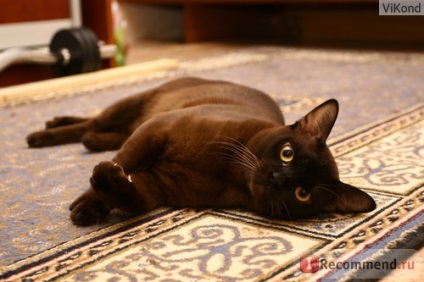 Európai burmai macska - „szigorú, de jó és nagyon elkötelezett állat” vélemény