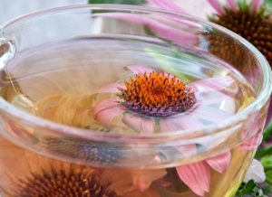 Echinacea használati utasításait tinktúra, kivonat, tabletta, gyógynövény