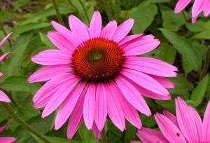 Echinacea használati utasításait tinktúra, kivonat, tabletta, gyógynövény