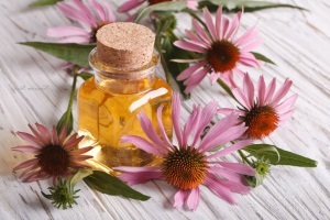 Echinacea használati utasításait tinktúra, kivonat, tabletta, gyógynövény