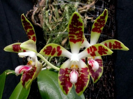 Phalaenopsis fajok és fajták, leírás, színes orchidea teplichke orchideák, fotó, videó