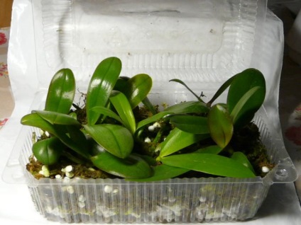 Phalaenopsis fajok és fajták, leírás, színes orchidea teplichke orchideák, fotó, videó