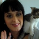 Freddi Merkyuri - kototeka - a legérdekesebb dolog a világon a macskák
