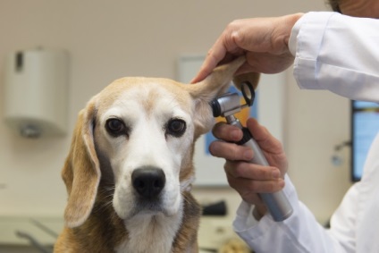 Vérömleny a fül egy kutya, a kezelés otthon