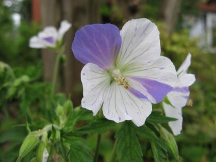 Geranium hasznos és terápiás tulajdonságait szoba, ellenjavallatok, előnyök humán illatos,