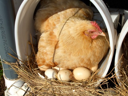 Fészkek saját kezűleg tojótyúkok méretek, fotók, faj