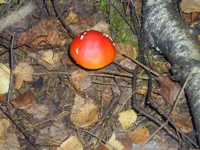 Gomba - gombák - a természet és az állatok (gombák) Gomba - gombák - a természet és az állatok