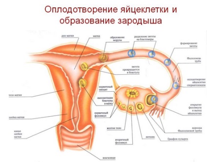 embrió beültetés, tünetek és fájdalmak implantáció során az embrió, az embrió eco