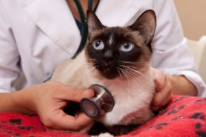 Szívroham tünetek macskák, állatorvosi ellátás Budapest