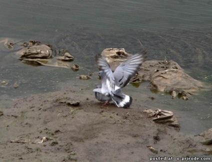 Érdekességek a galambok - 25 fotó - kép - képek természetes világ