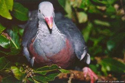 Érdekességek a galambok - 25 fotó - kép - képek természetes világ