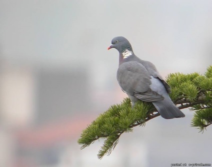 Érdekességek a galambok - 25 fotó - kép - képek természetes világ