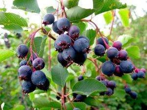 Saskatoon - leírása hasznos gyógyszer tulajdonságait a növény bogyós gyümölcsök és virágok