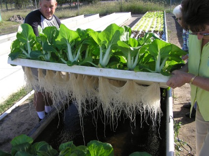 Hogyan és mit lehet megtermékenyíteni hidroponikus termesztési technikák