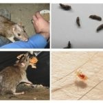 Milyen betegségek szenvednek patkány (bármilyen) Milyen betegségek szenvednek patkány