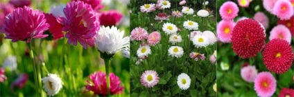 Milyen virágokat lehet ültetni májusban a magokat a földbe, vidám urozhaynik