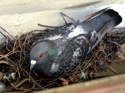 Hogyan lehet megszabadulni a galambok egy erkély, tető, padlás, ablakpárkányon, és máshol