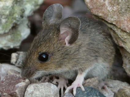 Hogyan lehet megszabadulni az egerek az országban jó módja, hogy harci